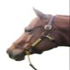Tack Shack of Ocala Leather Halter with Customized Engraved Name Plate Option Halter for Horse | Brown/Brass, Black/Brass, Black/Chrome Options (Weanling/Small Pony) view 1