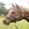 Tack Shack of Ocala Leather Halter with Customized Engraved Name Plate Option Halter for Horse | Brown/Brass, Black/Brass, Black/Chrome Options (Weanling/Small Pony) view 3