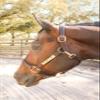 Tack Shack of Ocala Leather Halter with Customized Engraved Name Plate Option Halter for Horse | Brown/Brass, Black/Brass, Black/Chrome Options (Weanling/Small Pony) view 4