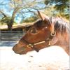 Tack Shack of Ocala Leather Turnout Halter with Customized Engraved Name Plate | Brown Leather with Solid Brass Hardware | Throat Snap, Fixed Chin, Double Buckle Crown (Weanling/Small Pony) view 3