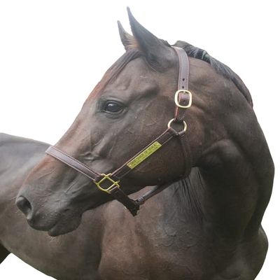 Tack Shack of Ocala Leather Turnout Halter with Customized Engraved Name Plate | Brown Leather with Solid Brass Hardware | Throat Snap, Fixed Chin, Double Buckle Crown (Spring Yearling/Medium Pony)