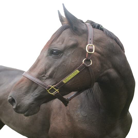 Tack Shack of Ocala Leather Turnout Halter with Customized Engraved Name Plate | Brown Leather with Solid Brass Hardware | Throat Snap, Fixed Chin, Double Buckle Crown (Spring Yearling/Medium Pony)