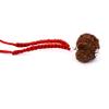 Skyjewels Certified 12 Mukhi Gauri Shankar Rudraksha Bead Necklace with Silver Caping Red Thred view 2