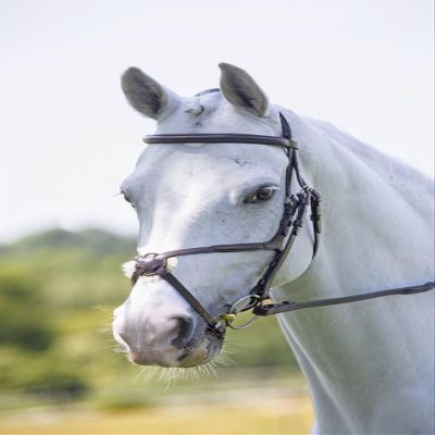 Shires Equestrian Velociti Rapida Figure 8 Bridle (Xfull, Havana)