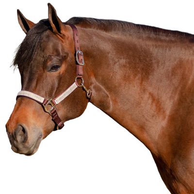 Kensington Premium Halter with Padded Nose Stronger Than Leather Padded Nose Piece Adds Comfort and Control Throat Snap for Identical Fit, Size: M-Small Horse Color: 500- Desert Sand