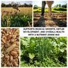 Whitetail Deer Food Plot Seed | Buffalo Blend  Turnip, Radish, Clover, Wheat, Rye & Oats Mix | High-Protein Deer Forage | Fall & Winter Food Plot Seed for Hunting & Wildlife Growth (8 Pounds) view 4