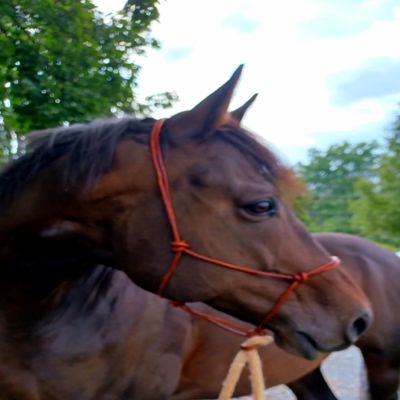 Genuine Leather Rope Halter (Black)