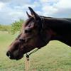 Genuine Leather Rope Halter (Black) view 2