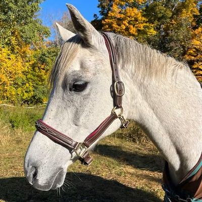 English Fancy Stitch Horse Halter Color Padded Halters English Leather Halters(Brown - Maroon Padding, Cob)