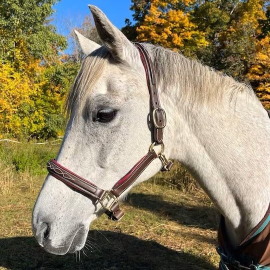English Fancy Stitch Horse Halter Color Padded Halters English Leather Halters(Brown - Maroon Padding, Cob)