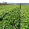 Tecomate Champion Chicory (3 LBS and 25 LBS) - Food Plot Seed view 2