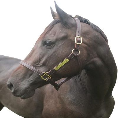 Tack Shack of Ocala Turnout Leather Halter for Horses with Customized Engraved Name Plate | Brown Leather with Solid Brass Hardware | Fixed Chin, Double Buckle Crown (Draft)