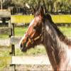 Tack Shack of Ocala Turnout Leather Halter for Horses with Customized Engraved Name Plate | Brown Leather with Solid Brass Hardware | Fixed Chin, Double Buckle Crown (Draft) view 4