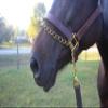Tack Shack of Ocala Double Leather Lead for Horses, Custom Engraved Name Plates, 7 Feet, Double Leather Shank view 2