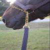 Tack Shack of Ocala Double Leather Lead for Horses, Custom Engraved Name Plates, 7 Feet, Double Leather Shank view 3