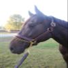 Tack Shack of Ocala Double Leather Lead for Horses, Custom Engraved Name Plates, 7 Feet, Double Leather Shank view 4