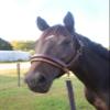 Tack Shack of Ocala Leather Covered Shank, Leather Covered Lead, 30" Leather Covered Shank, Leather Covered Shank for Horses, Leather Covered Lead for Horses view 4