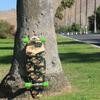 Stella Longboard 38 Bluntnose Pintail Hula Longboard Complete view 4
