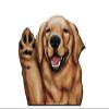 12" Perforated Ride-A-Long See-Thru Window Decal attaches to Rear Side car Window. Made in USA. (Golden Retriever) view 2