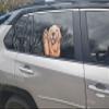 12" Perforated Ride-A-Long See-Thru Window Decal attaches to Rear Side car Window. Made in USA. (Golden Retriever) view 3