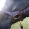 Tack Shack of Ocala Stallion Halter, with Customized Engraved Name Plate Option Halter for Horse, Leather Halter, Leather Halter for Horses, Halters for Horses, Halters (with Stays) view 2