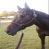 Tack Shack of Ocala Stallion Halter, with Customized Engraved Name Plate Option Halter for Horse, Leather Halter, Leather Halter for Horses, Halters for Horses, Halters (with Stays) view 3
