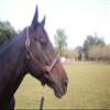 Tack Shack of Ocala Stallion Halter, with Customized Engraved Name Plate Option Halter for Horse, Leather Halter, Leather Halter for Horses, Halters for Horses, Halters (with Stays) view 4