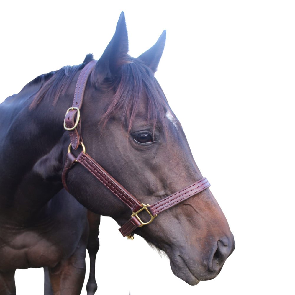 Tack Shack of Ocala Stallion Halter, with Customized Engraved Name Plate Option Halter for Horse, Leather Halter, Leather Halter for Horses, Halters for Horses, Halters (Without Stays)