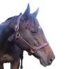 Tack Shack of Ocala Stallion Halter, with Customized Engraved Name Plate Option Halter for Horse, Leather Halter, Leather Halter for Horses, Halters for Horses, Halters (Without Stays) view 1