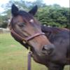 Tack Shack of Ocala Stallion Halter, with Customized Engraved Name Plate Option Halter for Horse, Leather Halter, Leather Halter for Horses, Halters for Horses, Halters (Without Stays) view 2