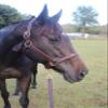Tack Shack of Ocala Stallion Halter, with Customized Engraved Name Plate Option Halter for Horse, Leather Halter, Leather Halter for Horses, Halters for Horses, Halters (Without Stays) view 3