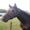 Tack Shack of Ocala Stallion Halter, with Customized Engraved Name Plate Option Halter for Horse, Leather Halter, Leather Halter for Horses, Halters for Horses, Halters (Without Stays) view 4