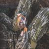 THE GRIND Pot Calls, Turkey Pot Calls Perfect for Novice and Pro Hunters, Multiple Designs & Sizes, Barkin' Betty view 2