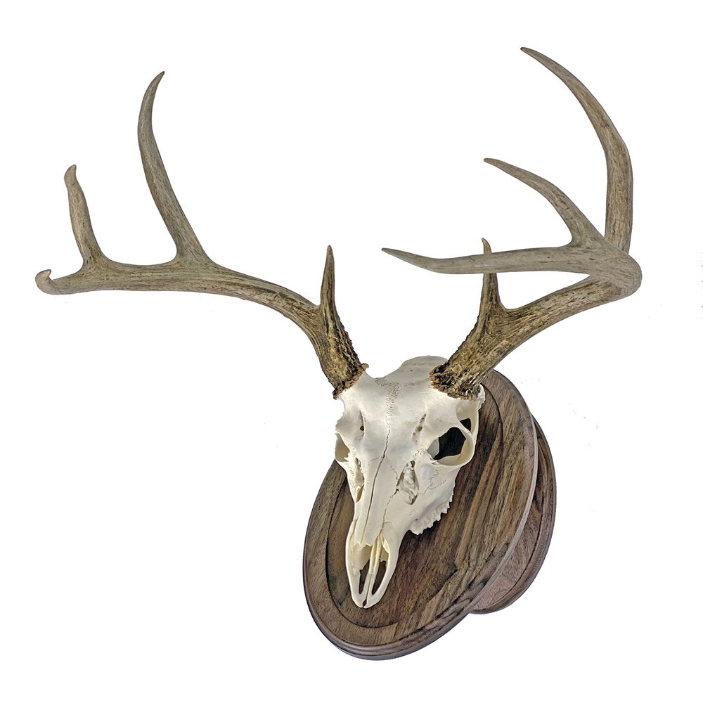Classy Oval Design European Deer Skull Wall/Table Plaque - NO Drilling Required (Walnut)