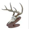 Classy Oval Design European Deer Skull Wall/Table Plaque - NO Drilling Required (Walnut) view 3