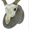 Classy Oval Design European Deer Skull Wall/Table Plaque - NO Drilling Required (Walnut) view 4