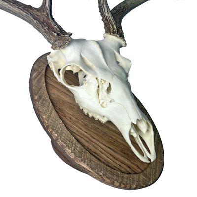 Classy Oval Design European Deer Skull Wall/Table Plaque - NO Drilling Required (Recessed Barnwood)
