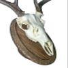 Classy Oval Design European Deer Skull Wall/Table Plaque - NO Drilling Required (Recessed Barnwood) view 1