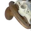 Classy Oval Design European Deer Skull Wall/Table Plaque - NO Drilling Required (Recessed Barnwood) view 3