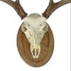 Classy Oval Design European Deer Skull Wall/Table Plaque - NO Drilling Required (Recessed Barnwood) view 4