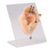 GatherTOOL 1PC Silicone Ear Model with Clear Board Professional Practice Piercings Tools Earring Display Can Be Reused for Jewelry (Color : Green Left) view 3