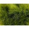 Turkey Marabou Olive Green 2 Bags 1/2 Oz /16 G / = 200 Loose Feathers 1-4" view 4