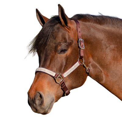 Kensington Premium Breakaway Halter with Padded Nose  Added Breakaway Safety Measures  Snap at Throat for Identical Fit Each Time Size: Large - Color: Brown w/Desert Sand