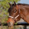 Kensington Premium Breakaway Halter with Padded Nose  Added Breakaway Safety Measures  Snap at Throat for Identical Fit Each Time Size: Large - Color: Brown w/Desert Sand view 2