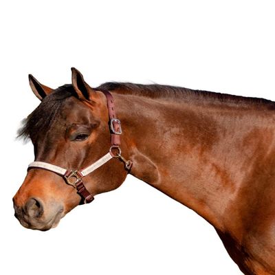 Kensington Premium Breakaway Halter with Padded Nose  Added Breakaway Safety Measures  Snap at Throat for Identical Fit Each Time Size: X-Large - Color: Brown w/Desert Sand