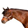Kensington Premium Breakaway Halter with Padded Nose  Added Breakaway Safety Measures  Snap at Throat for Identical Fit Each Time Size: X-Large - Color: Brown w/Desert Sand view 1