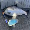 Spinner-Hoochies (2): Blue Destroyer view 2