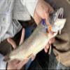 Spinner-Hoochies (2): Blue Destroyer view 4