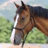 Harrison Howard Rope Halter for Horses - Super Sturdy Horse Training Halter with 2 Knot 1/4" Stiff Cord - Foal Black view 2