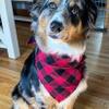 Christmas Dog Bandana, Red Buffalo Plaid Dog Bandana, Cat Bandana, Pet Neckwear Scarves, Pet Scarf Flannel Christmas Handkerchief, Pet Accessories (X-Large) view 4